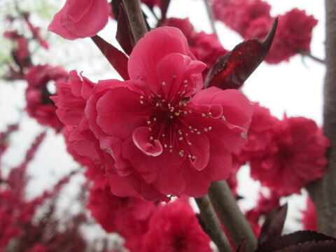 桃花盛开怒放现花蕊