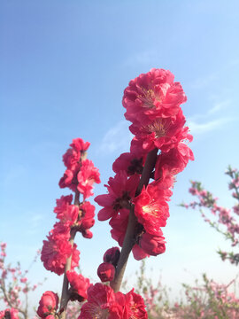 红桃花儿向阳开