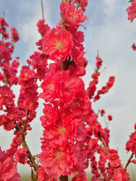 红桃花繁花盛开