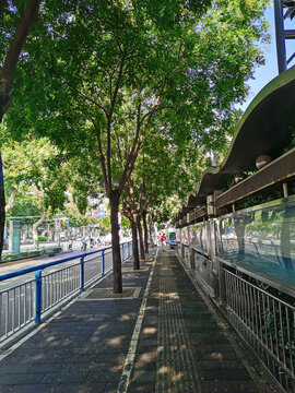 街道树木