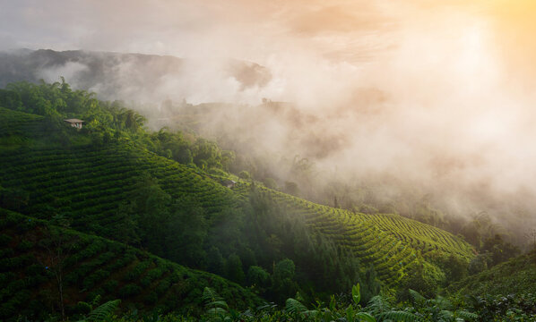 茶山晨曦