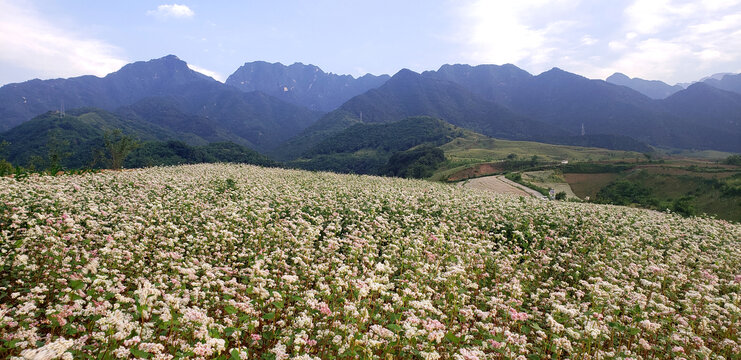 高山荞麦花海