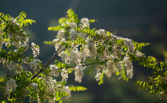 槐花