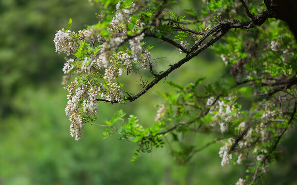 槐花