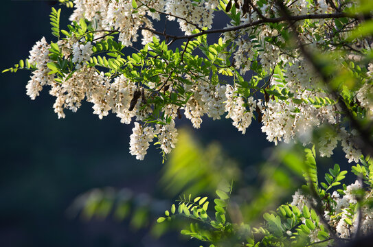 槐花