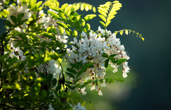 槐花