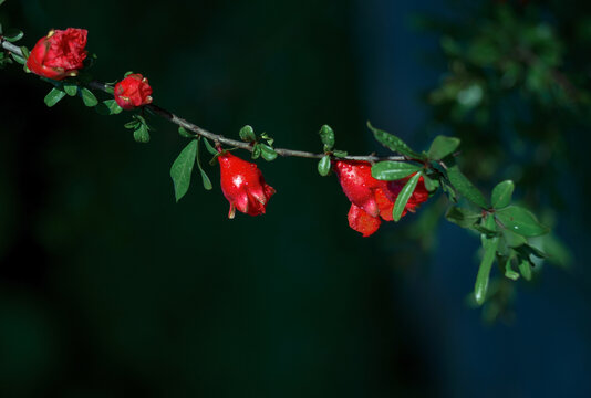 石榴花