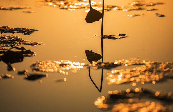 夕照残荷