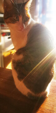 晒太阳的懒猫