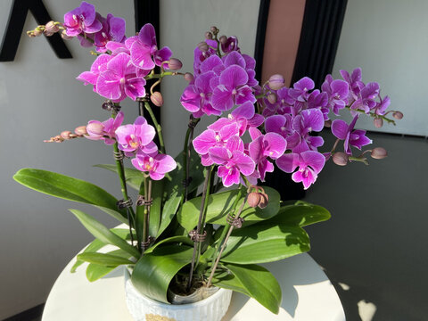 蝴蝶兰年宵花