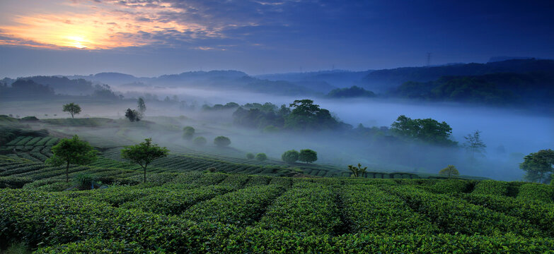 茶园风景画