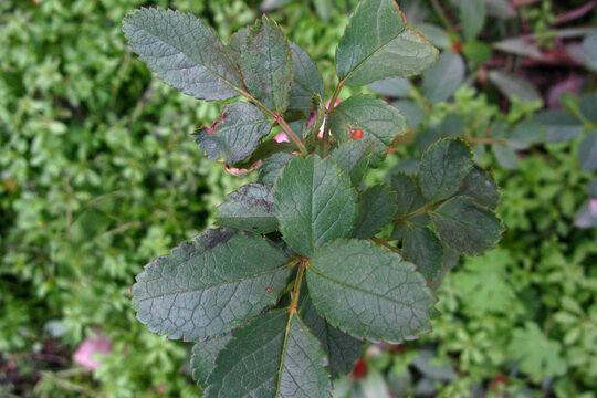 常绿灌木的月季花植株