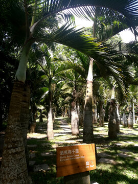 酒瓶椰子树
