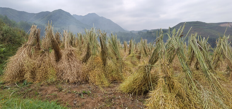 油菜