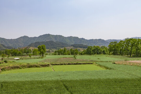 绩溪旺川村田园风光