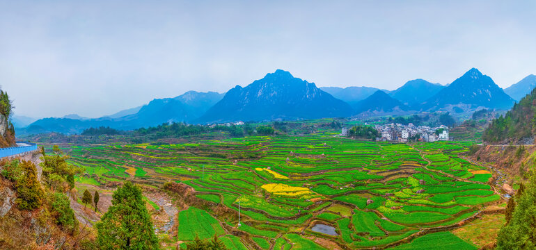 绩溪家朋村梯田油菜花全景图