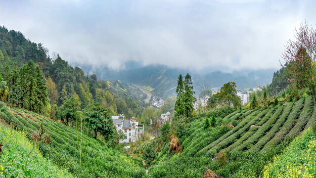 歙县石潭下汰村高山茶园