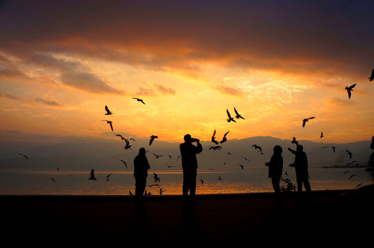 夕阳观鸟