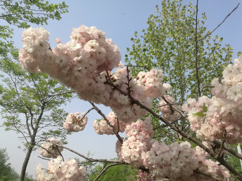 粉白樱花繁花压枝头