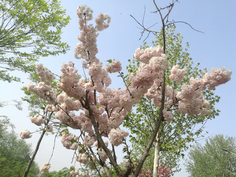 粉白樱花繁花一树