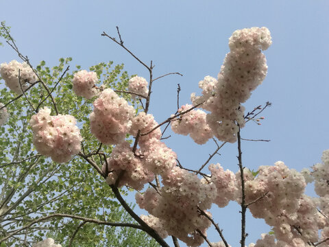 粉白樱花花团锦绣