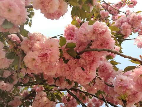粉红樱花团开满枝