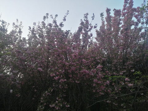 河畔粉红樱花花墙