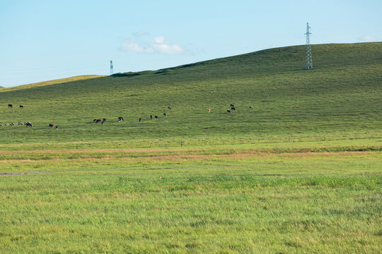 夏天草原牧场草场牛群羊群