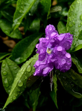 花朵雨滴