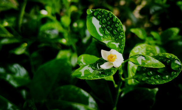 雨中茉莉花