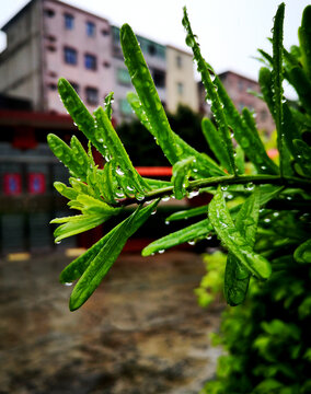 雨后绿植