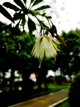 水石榕花朵雨滴