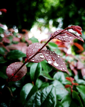 红檵木雨滴