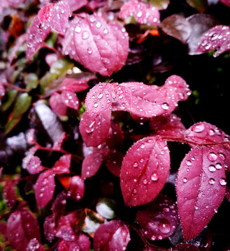 红花檵木红叶雨滴