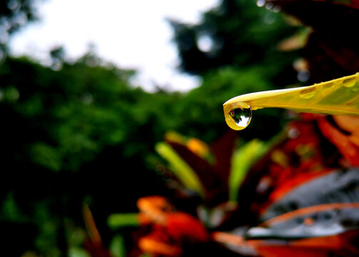 树叶雨滴