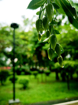 水石榕花蕾雨滴