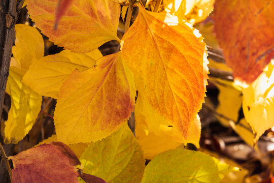 秋季金色叶子