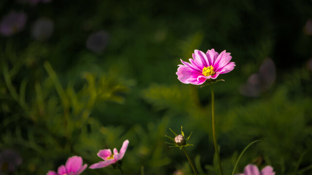 波斯菊