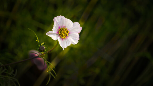 花卉大波斯菊