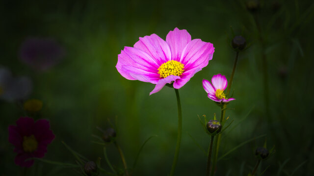 大波斯菊