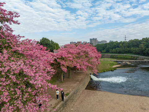 观澜河