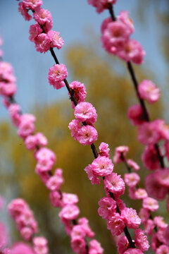 繁花似锦