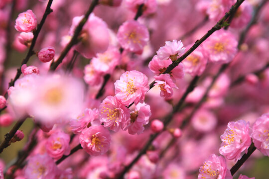 榆叶梅花