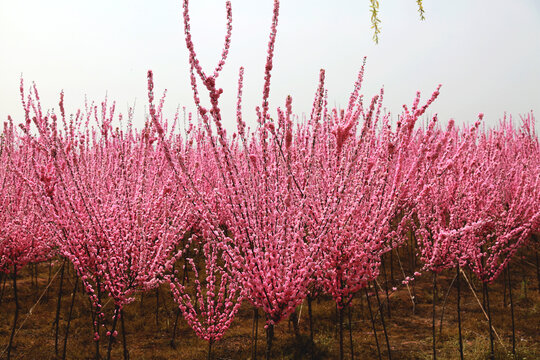 榆叶梅种植基地