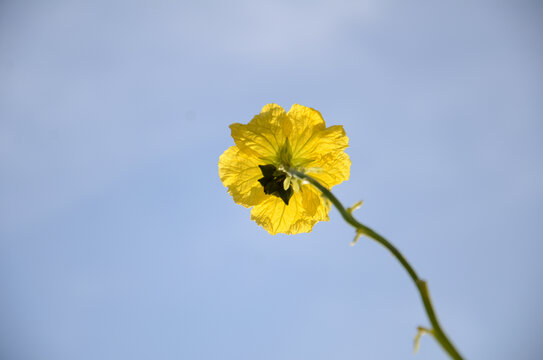 丝瓜花