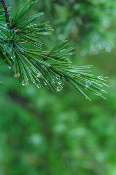 雨滴露水绿植