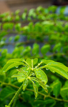 雨滴露水绿植