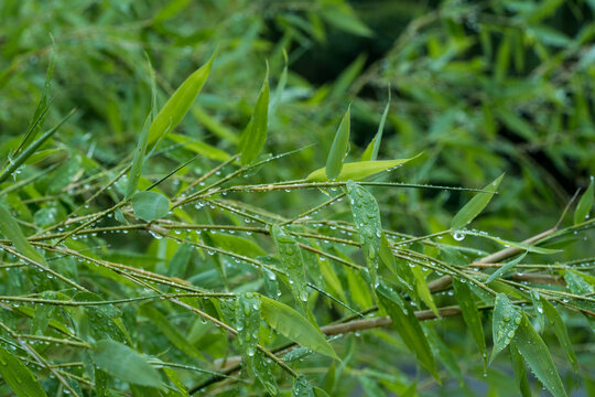 雨后竹叶