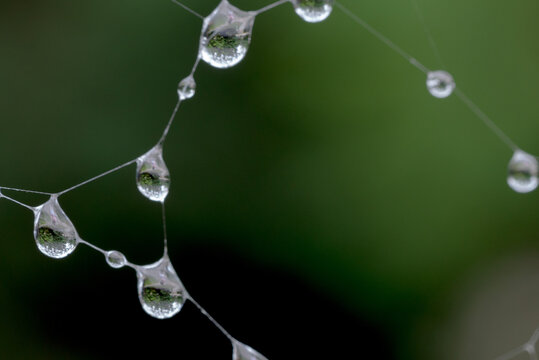 蛛网上的雨珠