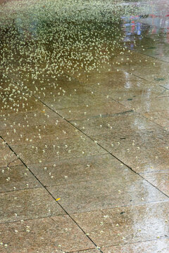 雨中石板路上的落花
